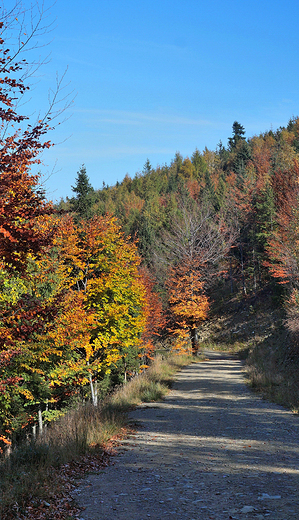 Beskid May jesieni. W drodze na Magurk.