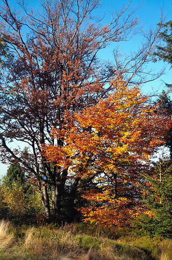 Beskid May jesieni.