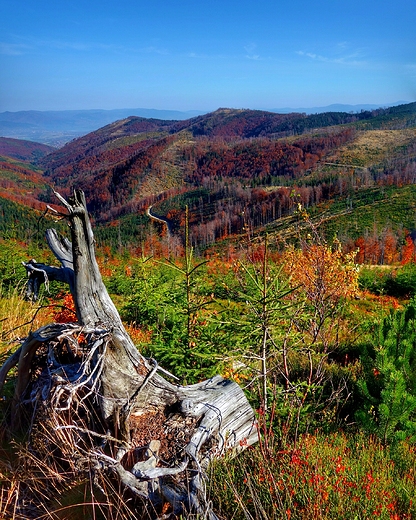 Magurka Wilaska. Beskid lski