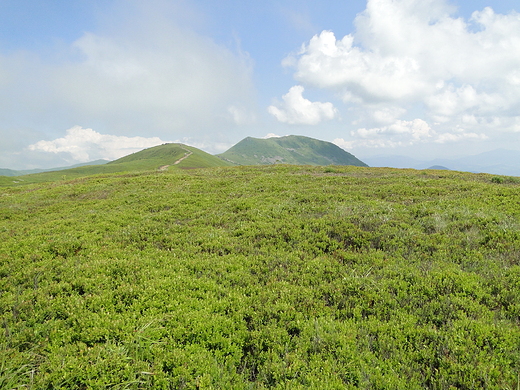 Tarnica