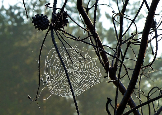 Jesienna pajęczyna