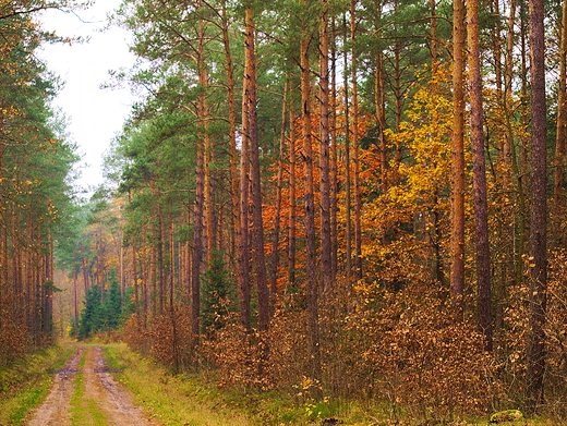 Puszcza Kozienicka