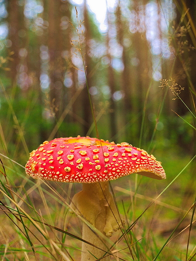 Puszcza Kozienicka, okolice Zaamanka