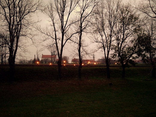 Starwka listopadowo