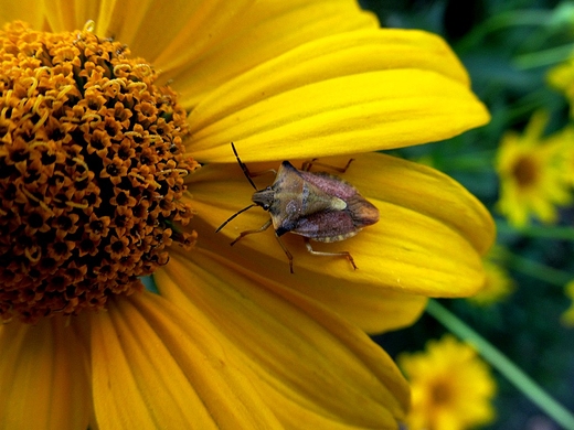 Hemiptera na kwieciu