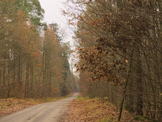 Puszcza Kozienicka