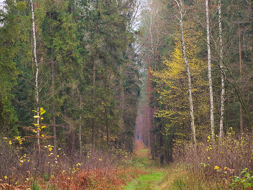 Puszcza Koznienicka