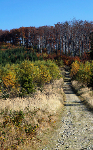 Beskid May. W drodze na Czupel-930 m.