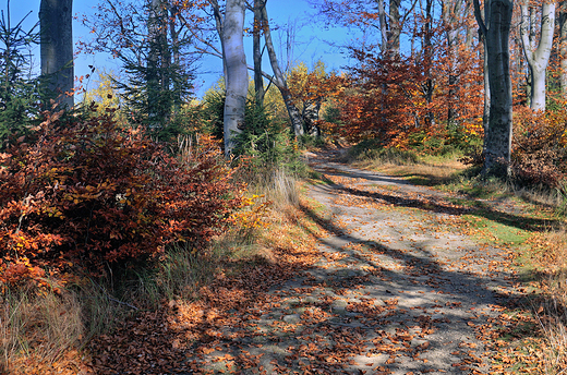 Beskid May. W drodze na Czupel-930 m.