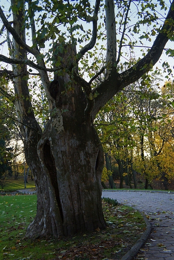 Paac ksit Sanguszkw w Tarnowie-park-potny platan klonolistny