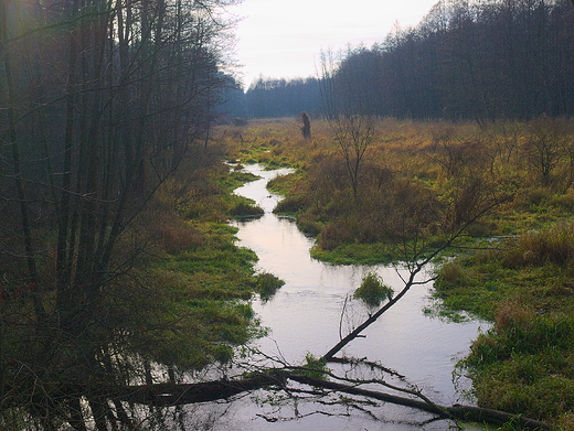 Puszcza Kozienicka