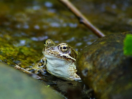 Żaba,mały mieszkaniec potoku.