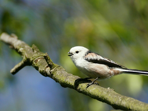 Raniuszek Aegithalos caudatus