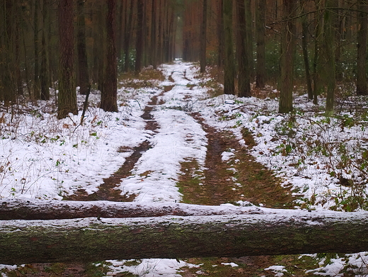 Puszcza Kozienicka