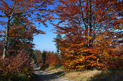 Beskid May. W drodze na Magurk.