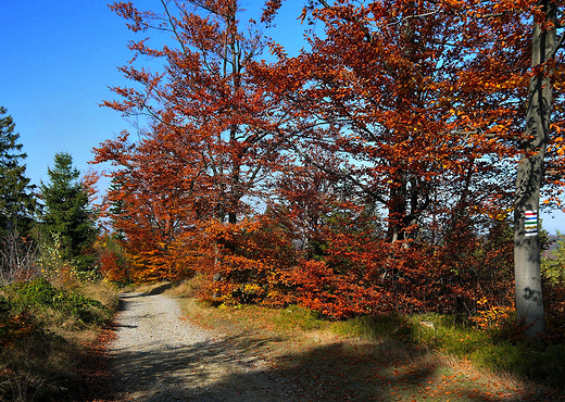 Beskid May jesieni. W drodze na Magurk.