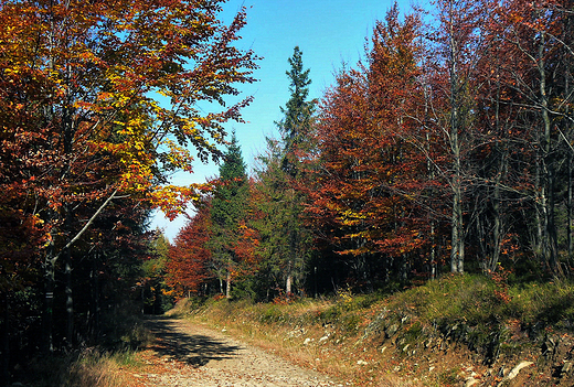 Beskid Mały jesienią. W drodze na Magurkę.