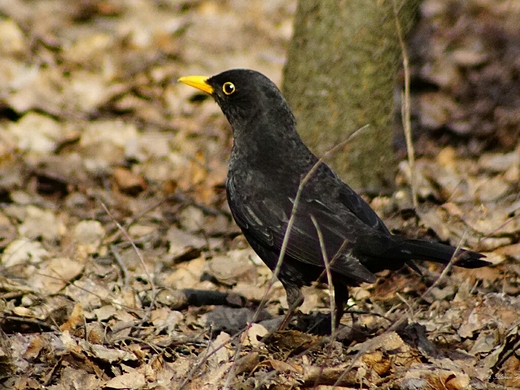 Kos Turdus merula