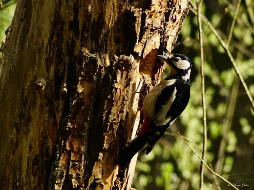 Samiczka dzicioa duego Dendrocopos major