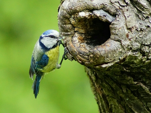 Sikora modraszka Cyanistes caeruleus