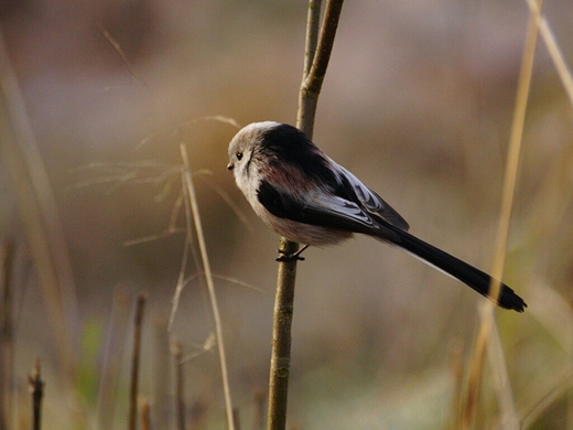 Raniuszek Aegithalos caudatus