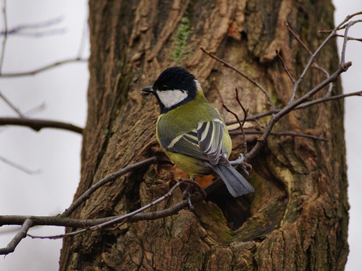 Sikorka bogatka Parus major