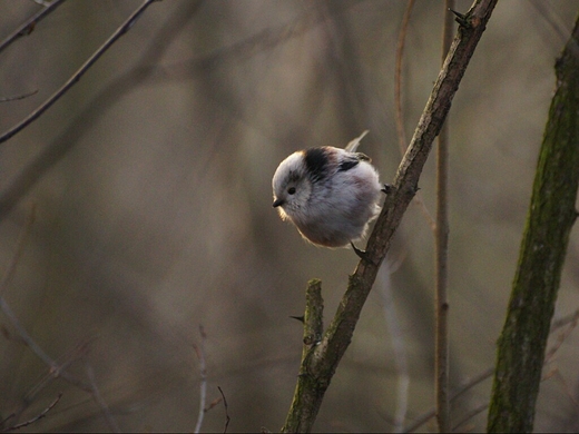 Raniuszek Aegithalos caudatus