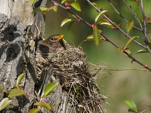 Kos Turdus merula