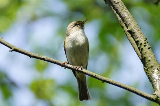 Pierwiosnek Phylloscopus collybita