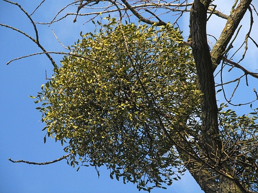 Wigilia pod jemio