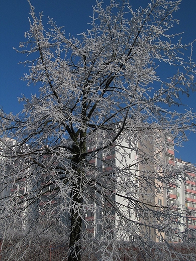 Szad na drzewie