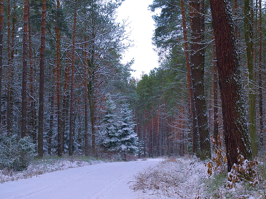 Puszcza Kozienicka