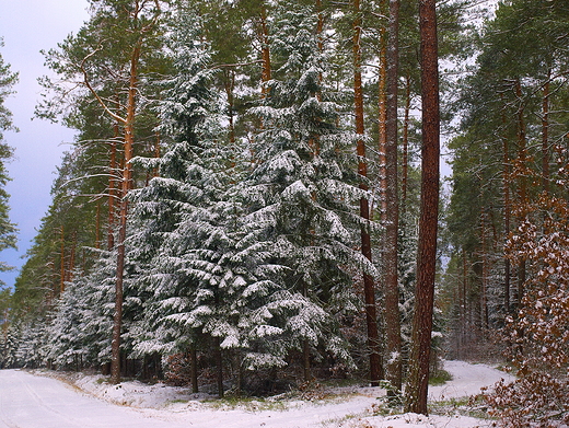 Puszcza Kozienicka