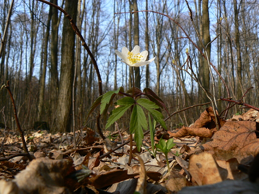 Rezerwat Jastkowice - wiosenne kwiaty