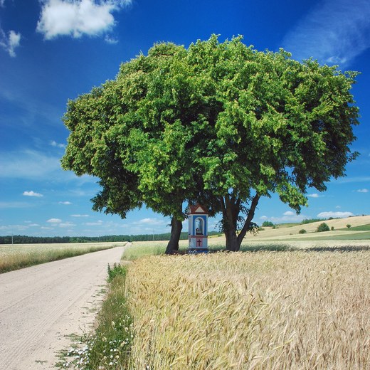 Welski Park Krajobrazowy. Okolice Lidzbarka