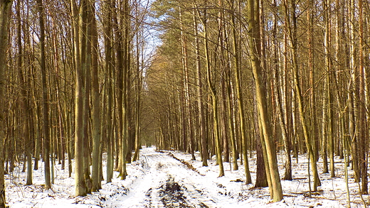 Puszcza Kozienicka