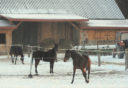 stadnina