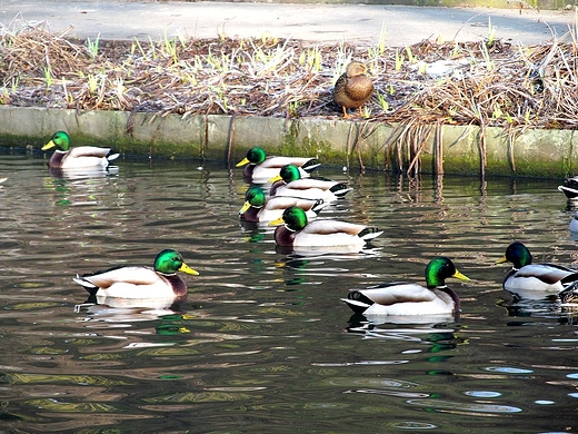 Kaczki w DOLINIE MARZE