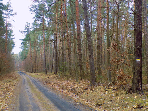 Puszcza Kozienicka