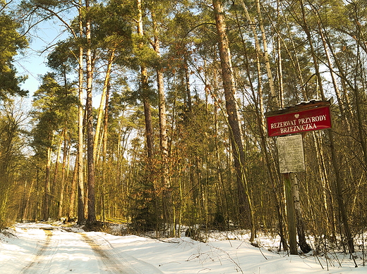 Puszcza Kozienicka