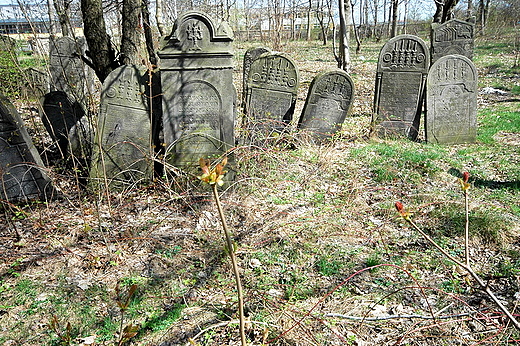 Szydowiec - na cmentarzu ydowskim