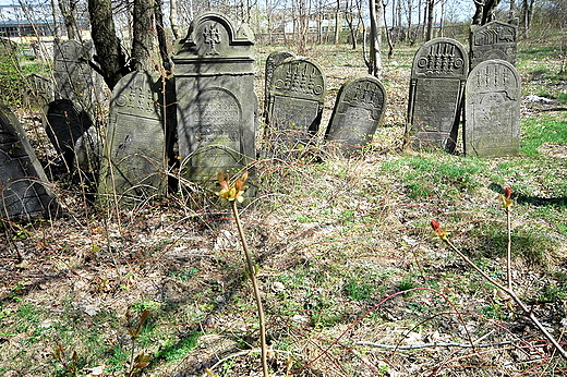 Szydowiec - na cmentarzu ydowskim