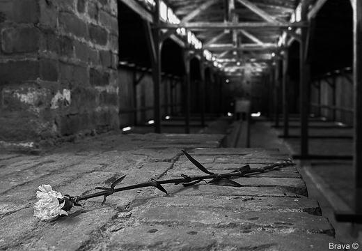 Obz koncentracyjny KL Birkenau Auschwitz II