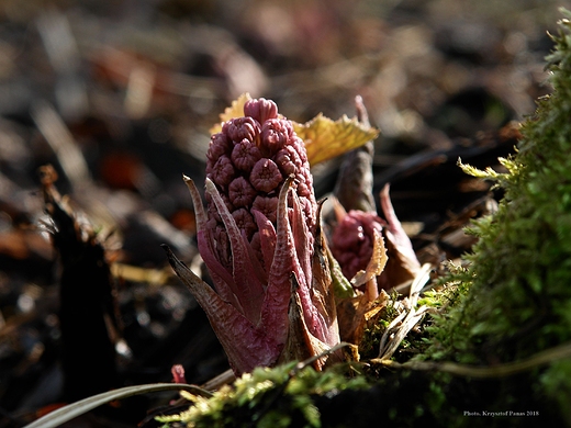 Petasites hybridus