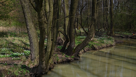 Wiosna - 13.04.2018