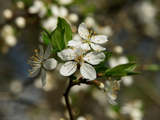 Kwitn mirabelki