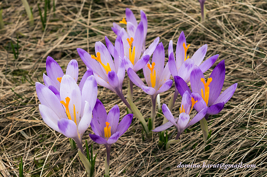 krokusy