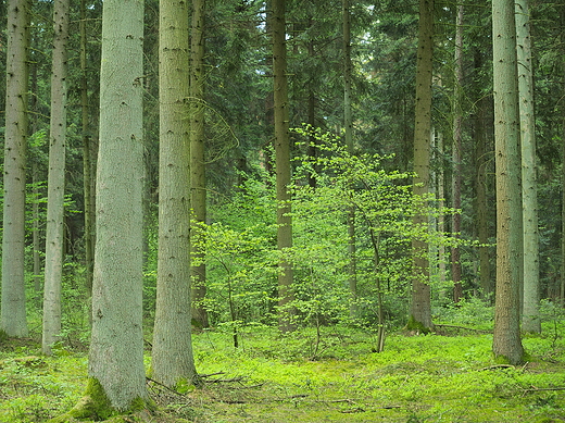 Puszcza Kozienicka