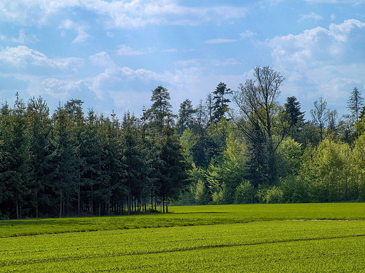 Puszcza Kozienicka