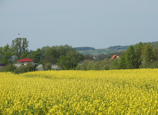 wiosenne pola